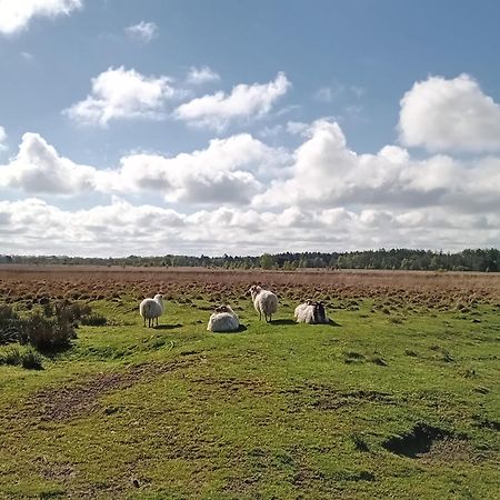 Ruim Huisje Op Een Prachtige Plek Hemrik Экстерьер фото