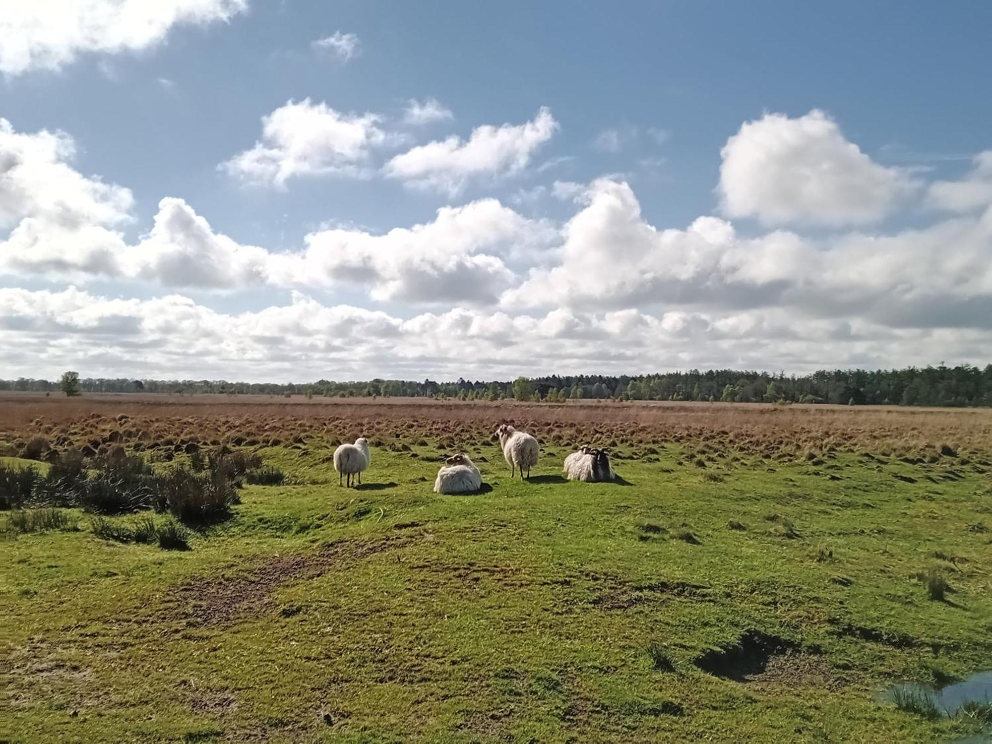 Ruim Huisje Op Een Prachtige Plek Hemrik Экстерьер фото